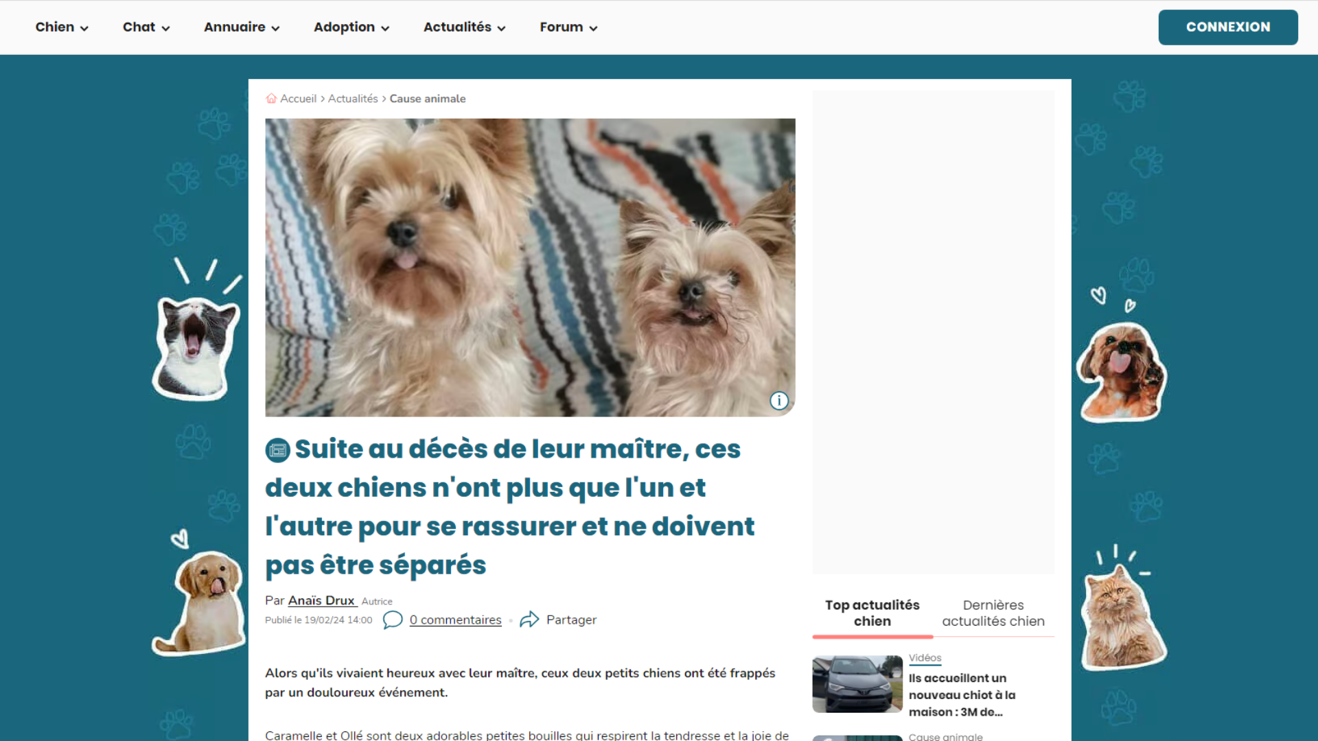 WAMIZ LANCE UN APPEL À L'AIDE POUR CES DEUX PETITS YORK