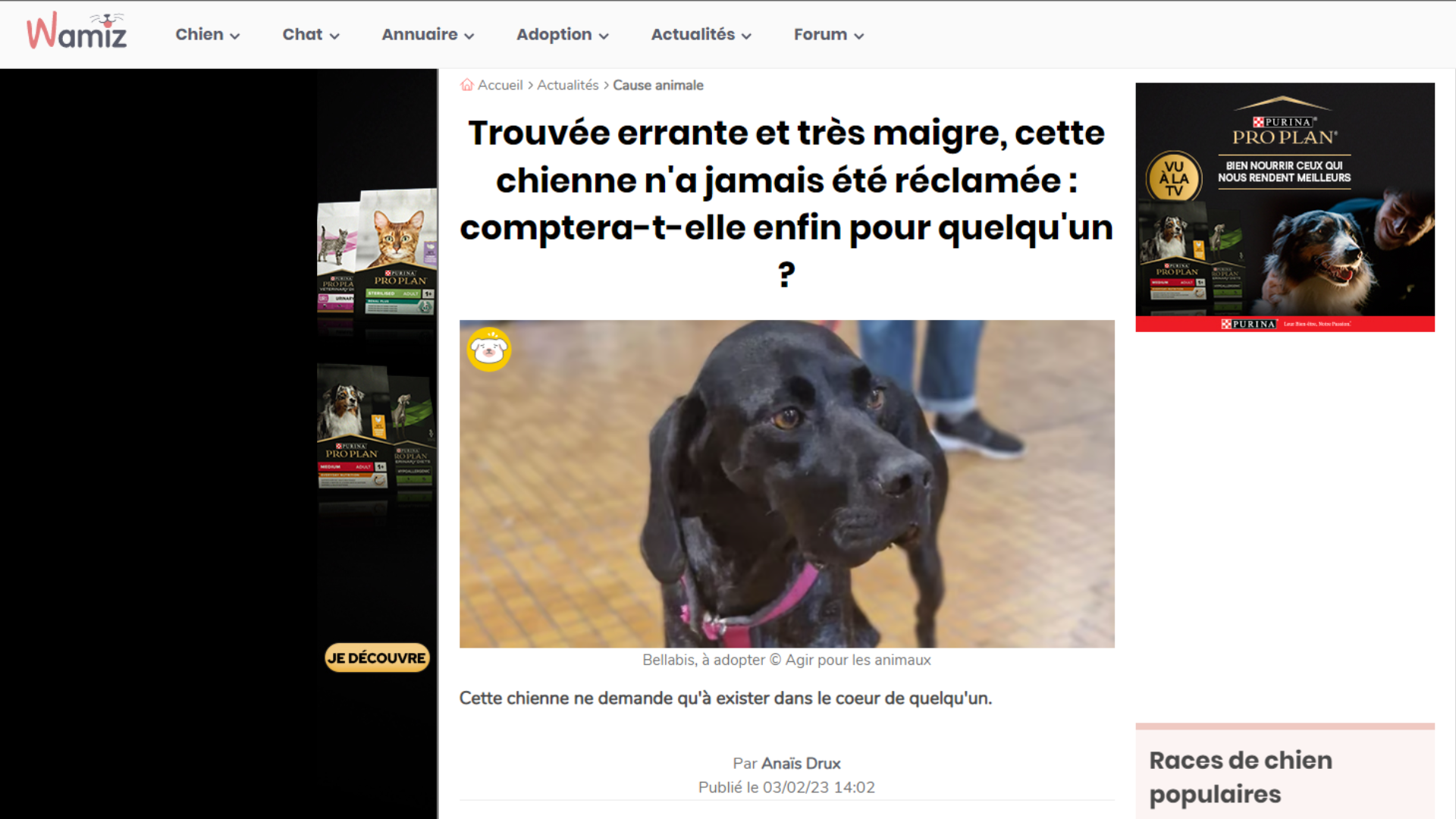 L'HISTOIRE DE BELLABIS AVEC WAMIZ 