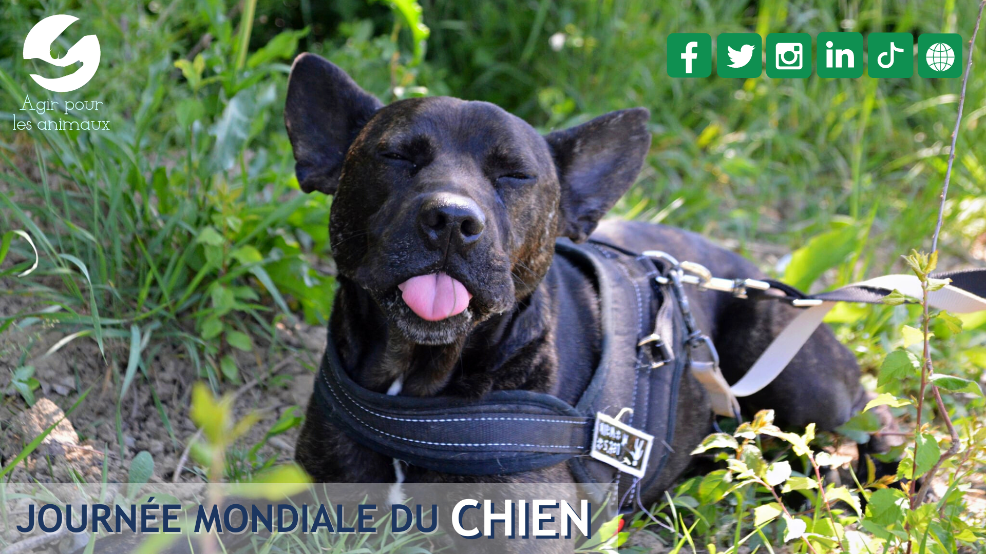 Journée mondiale du chien 2022