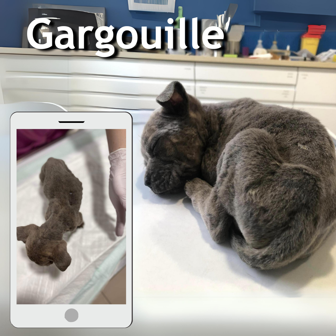 maltraitance gargouille