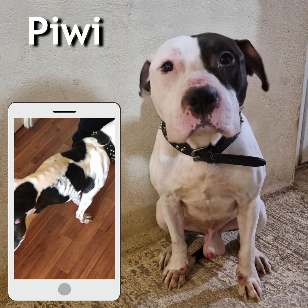 maltraitance piwi