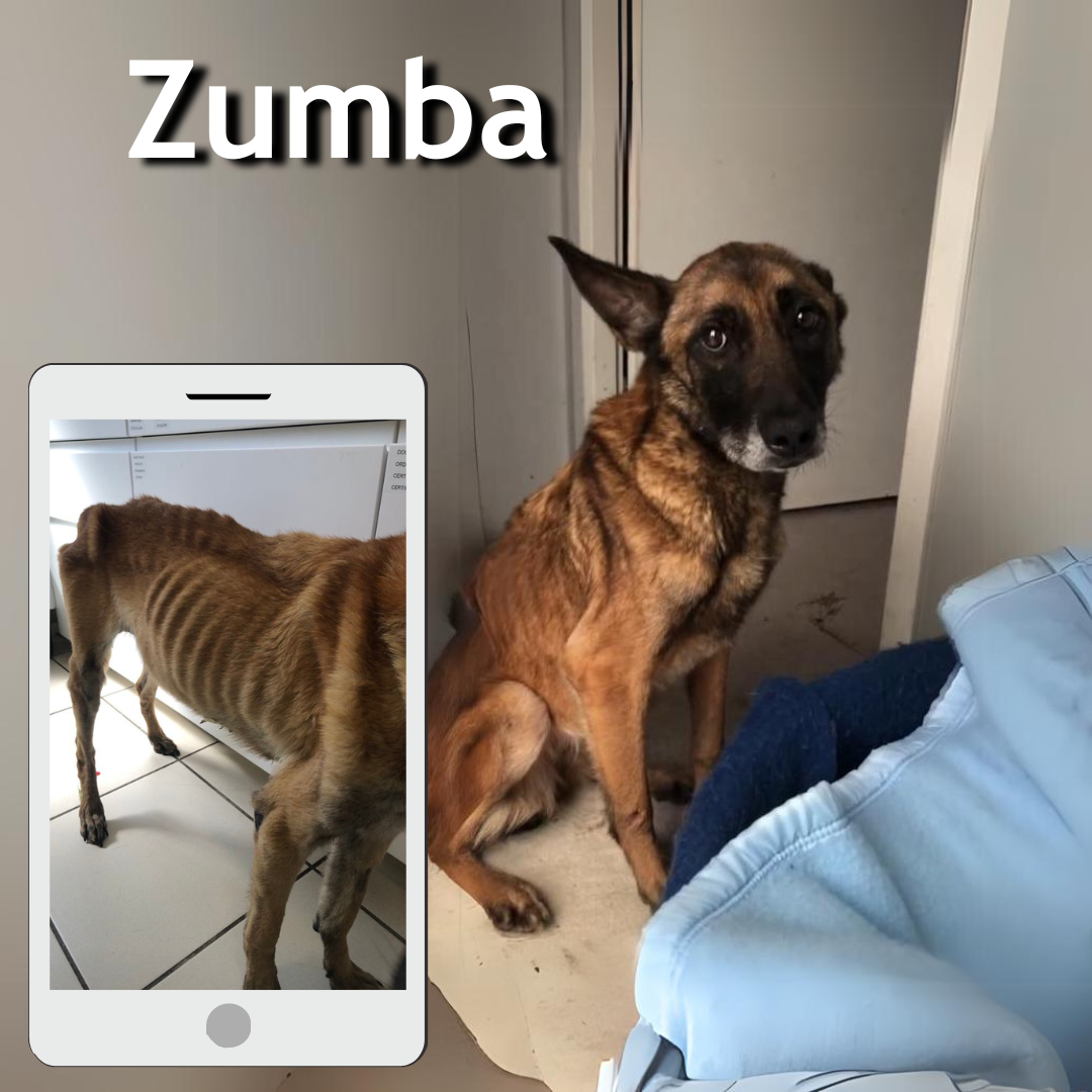 maltraitance zumba