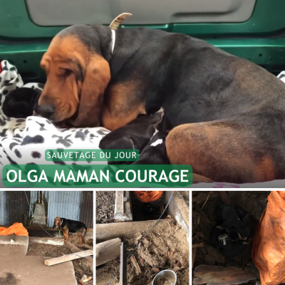 Sauvetage du jour : Olga