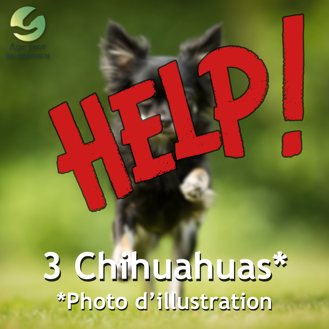 3-chihuahuas-sortis-de-maltraitance