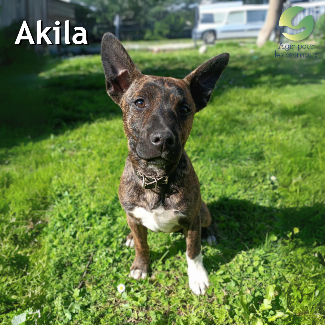 chiot à l'adoption