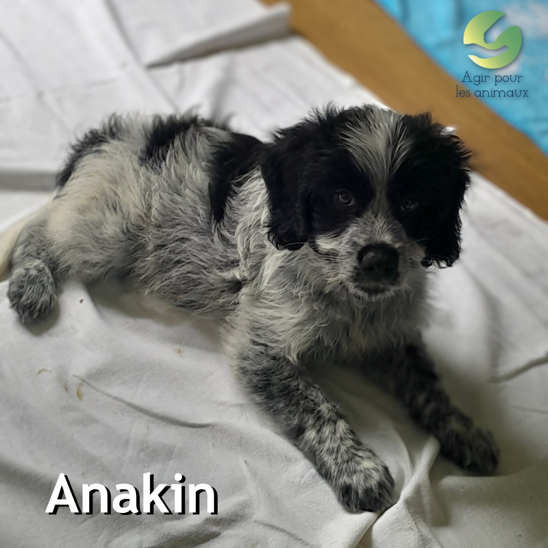 chiot épagneul à l'adoption