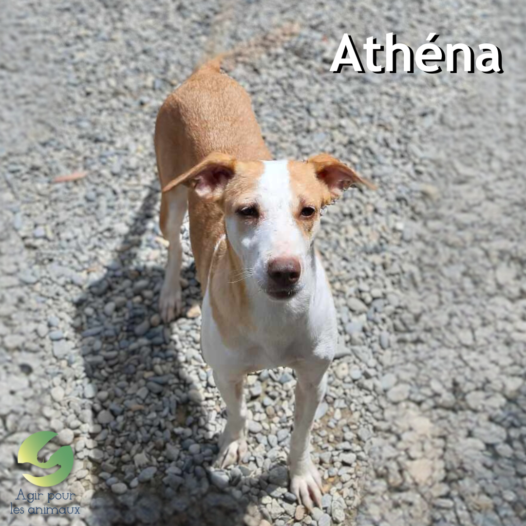 X Podenca à l'adoption