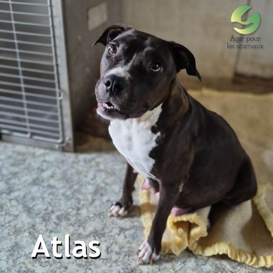 atlas chienne bully ou staff à adopter