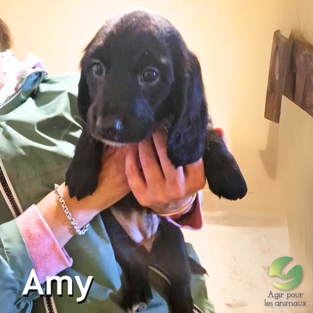 Amy -chiot-anglo-francais-epagneul