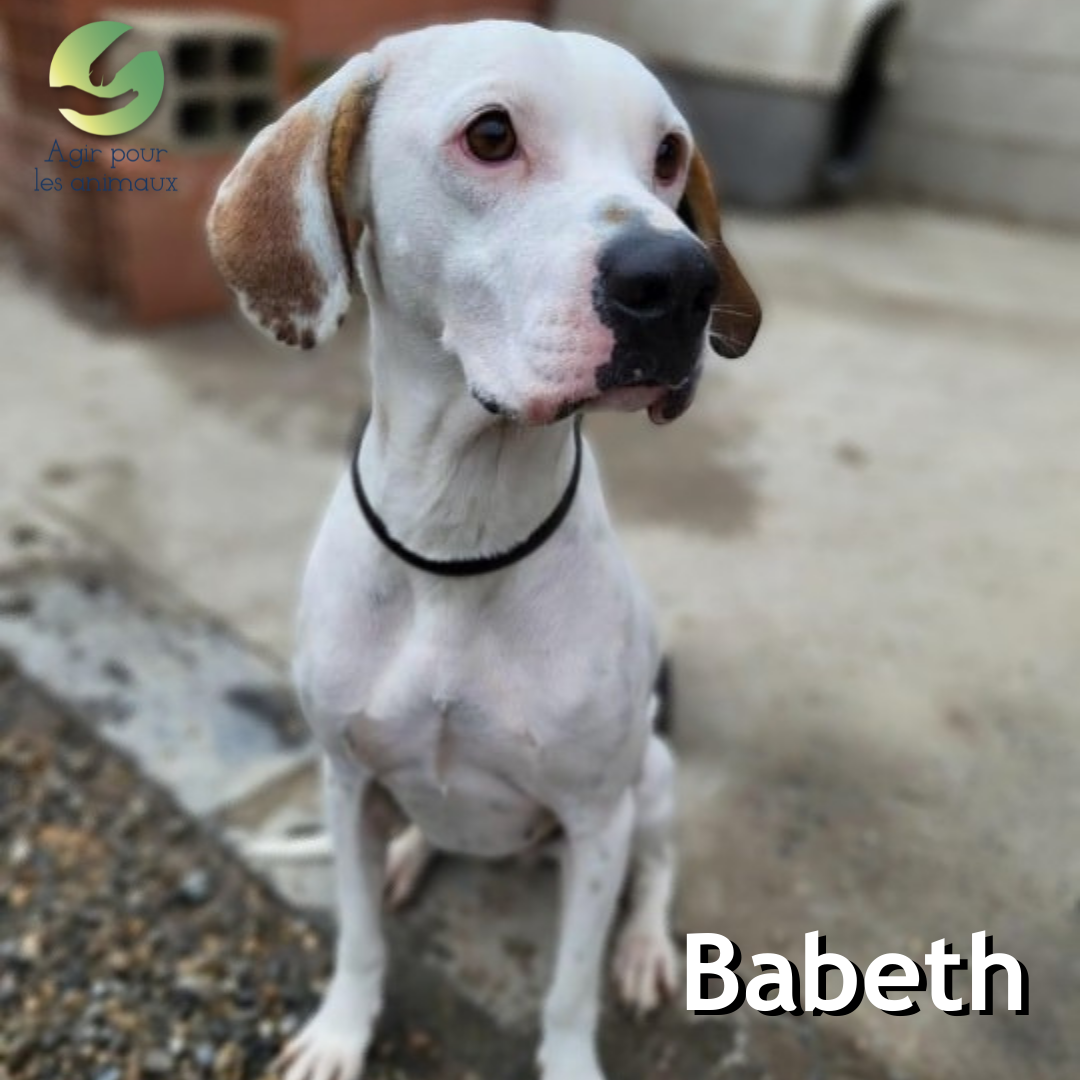 Babeth femelle X Pointer à l'adoption