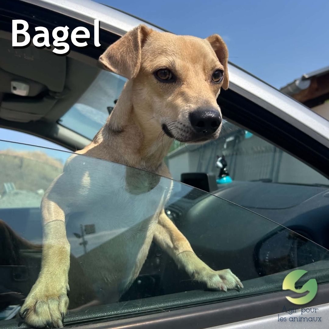 Bagel chiot Ratier à adopter