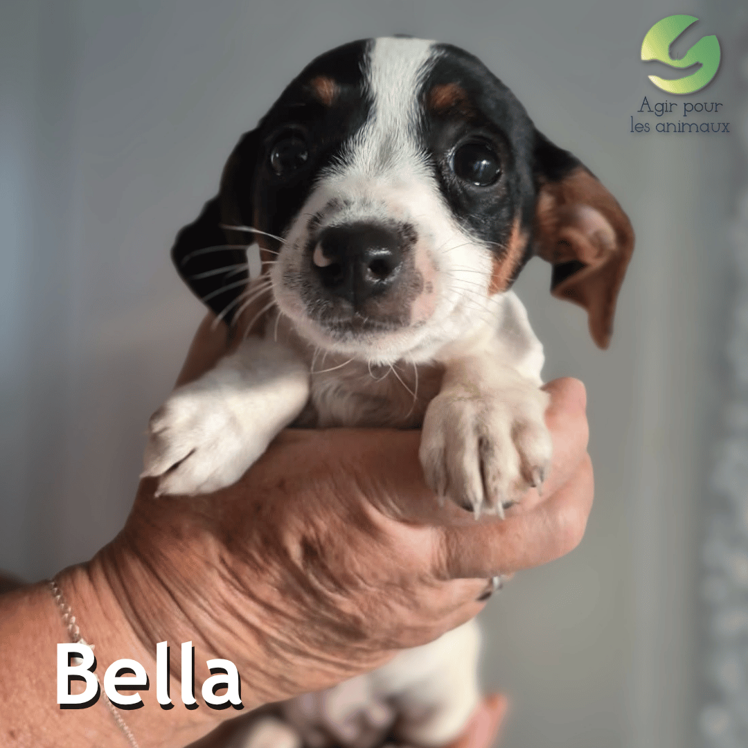 Bella chiot ratier à adopter Castelginest 31
