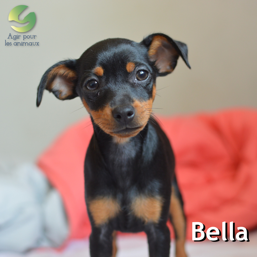 Bella chiot Pinscher à l'adoption