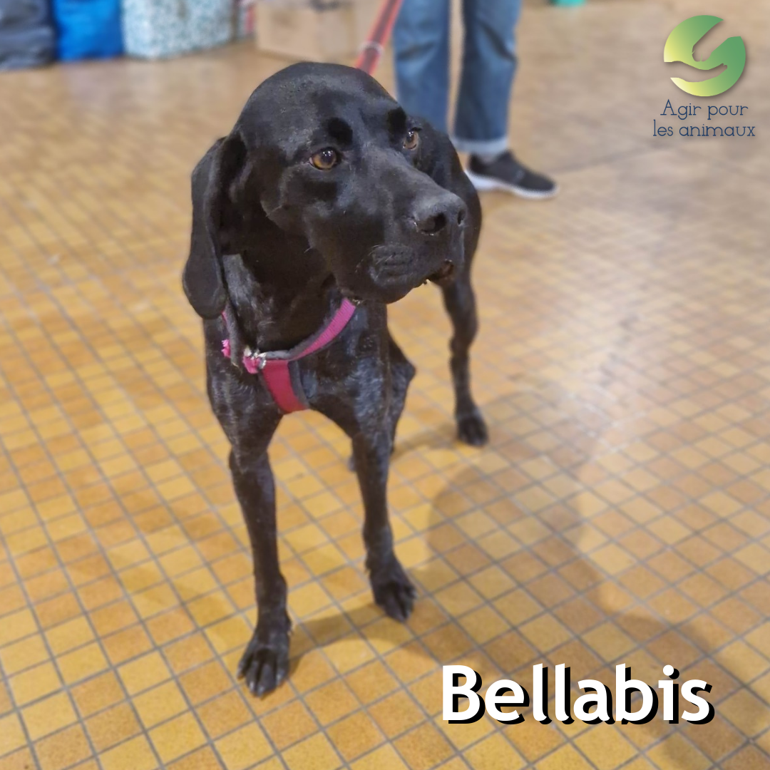 Bellabis Pointer Anglais femelle à l'adoption