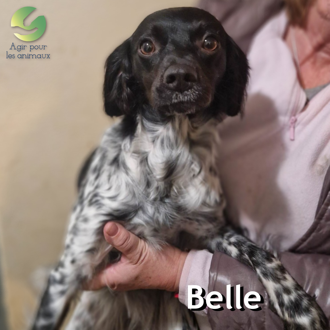 Belle épagneul à l'adoption