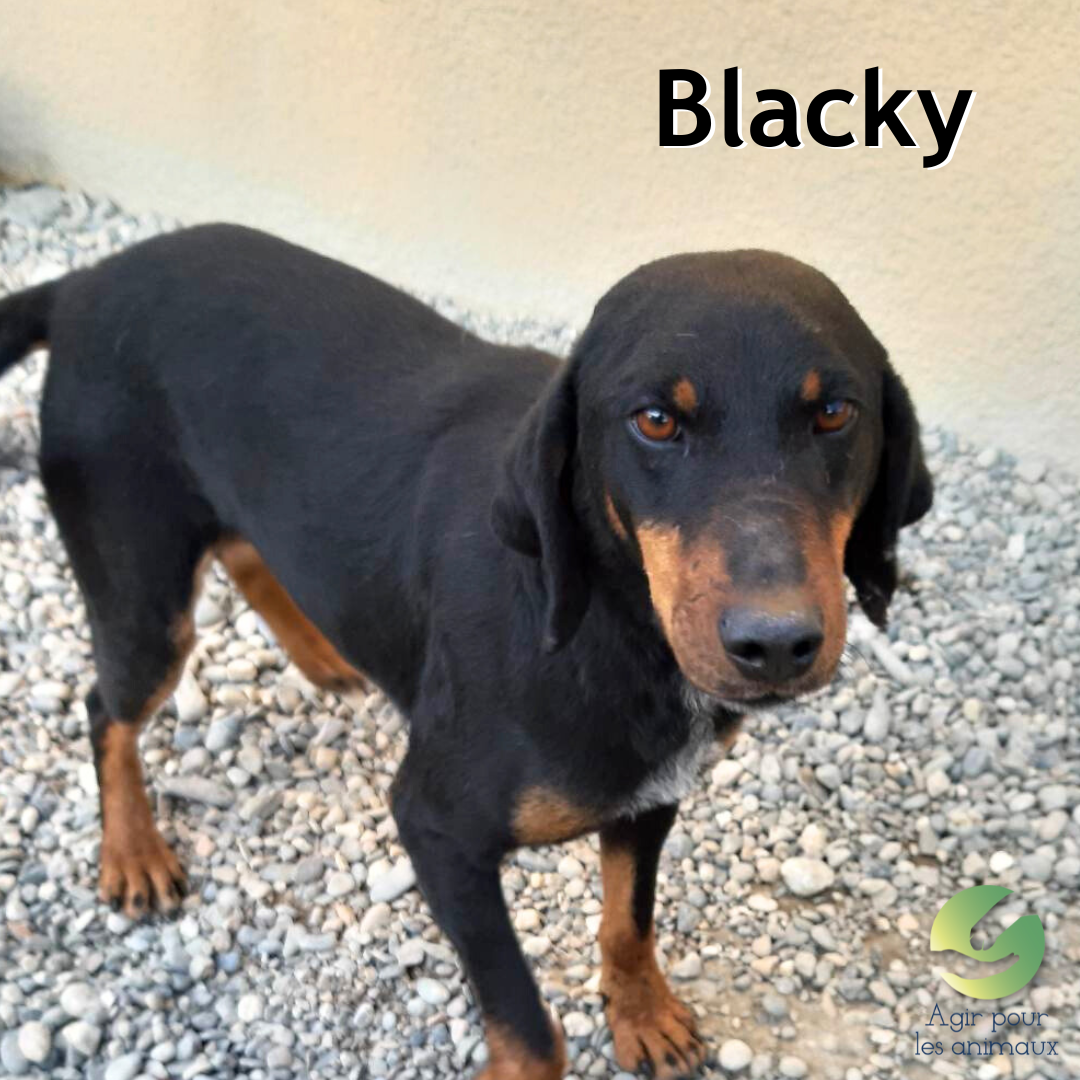 Jagd Terrier à l'adoption