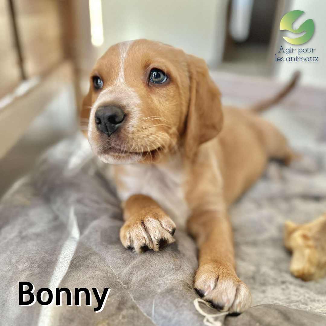 Bonny chiot labrador à l'adoption