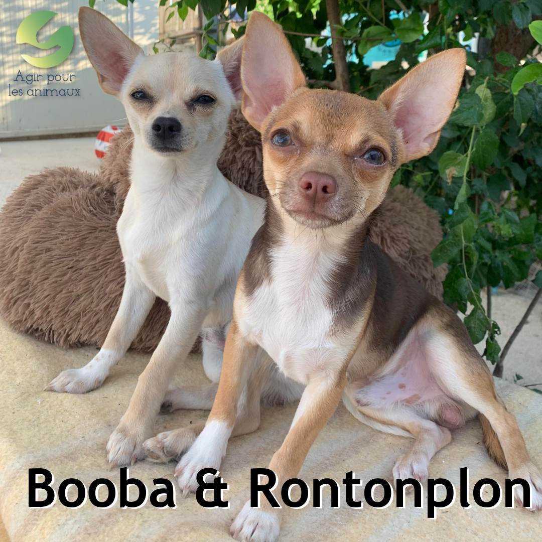 booba et rontonplon à l'adoption