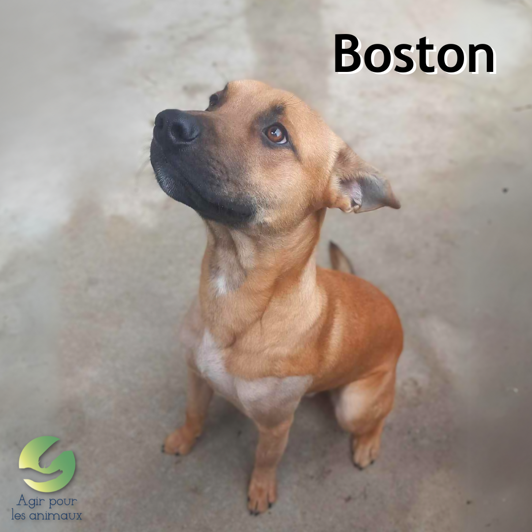 chiot à l'adoption