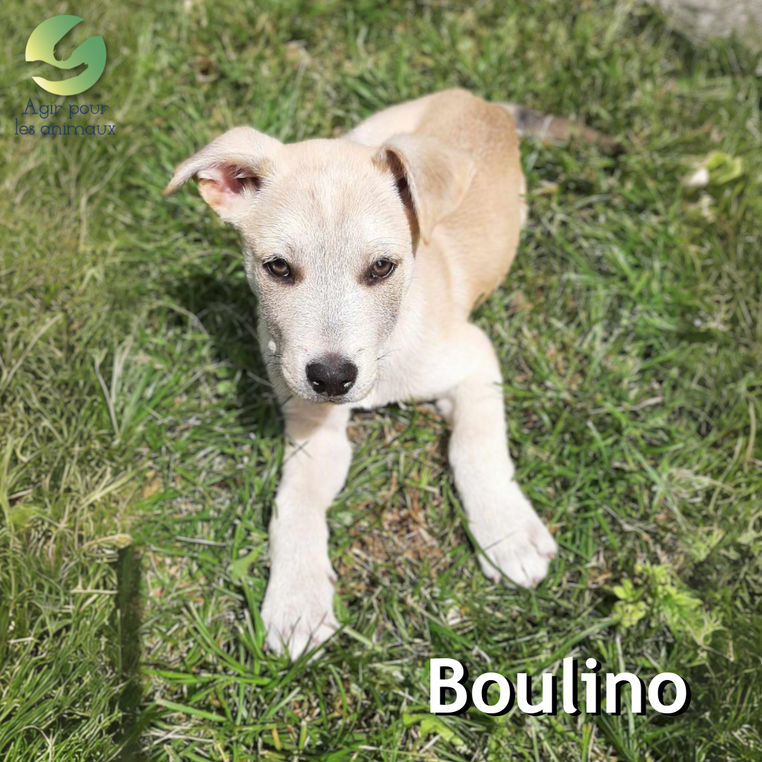 chiot Berger Husky à l'adoption