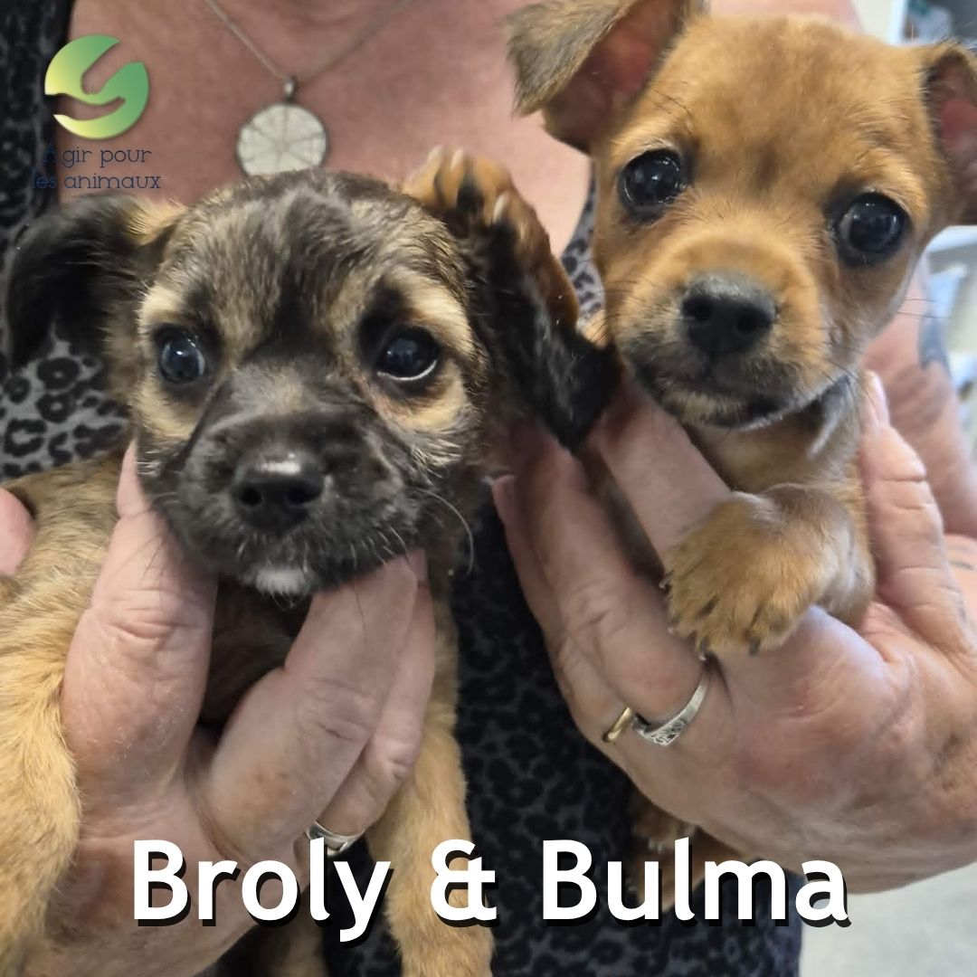Broly et Bulma chiots York Pinscher à adopter