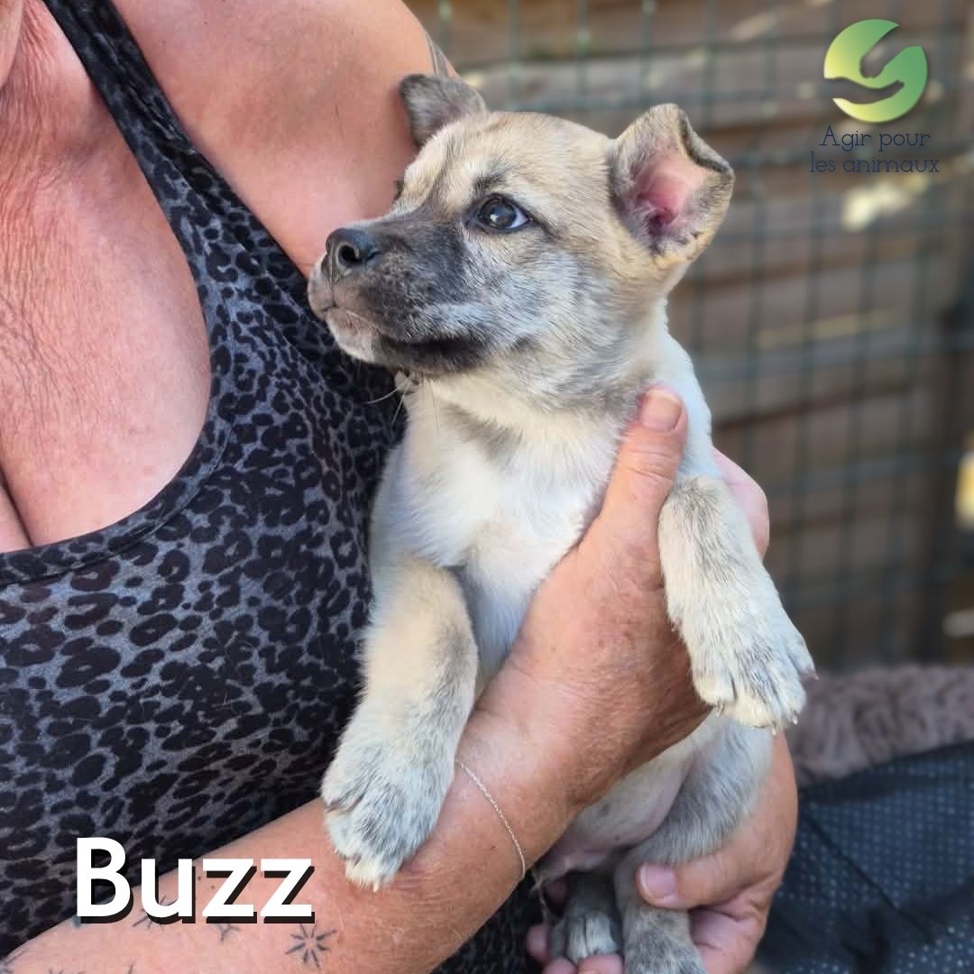 Buzz chiot X American Bully à l'adoption