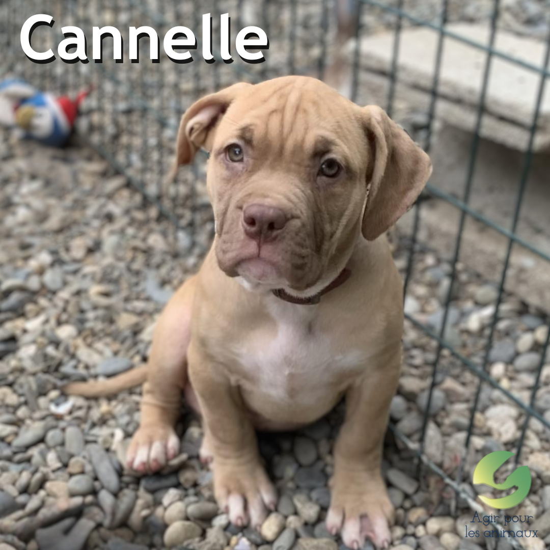 chiot American Bully femelle à l'adoption