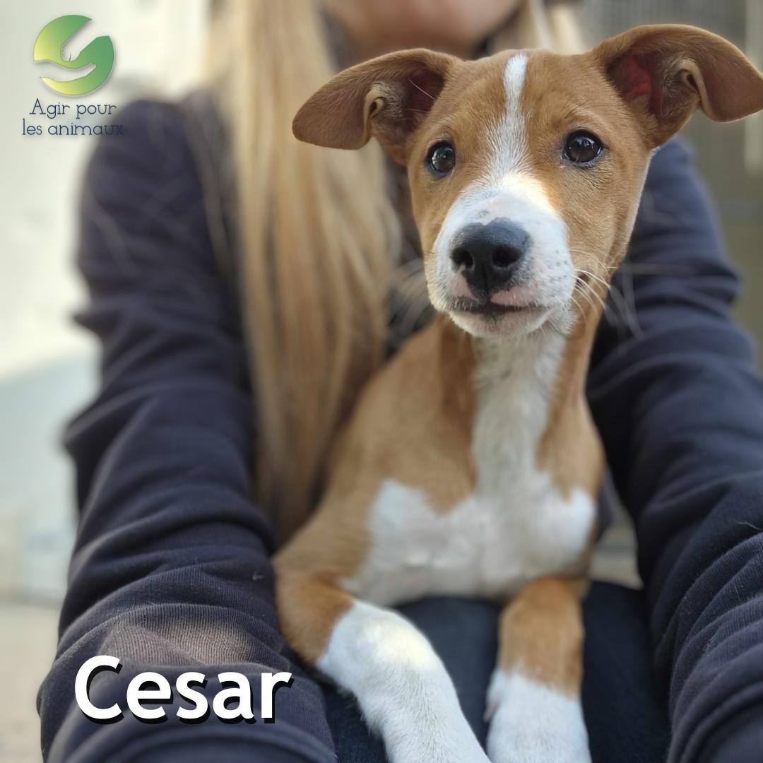 chiot mâle Podenco à l'adoption