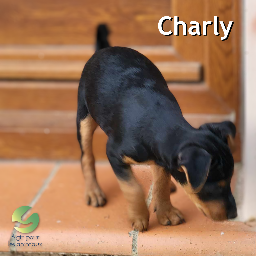 chiot à l'adoption
