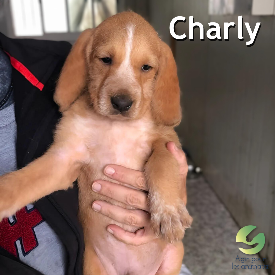 chiot griffon épagneul à l'adoption