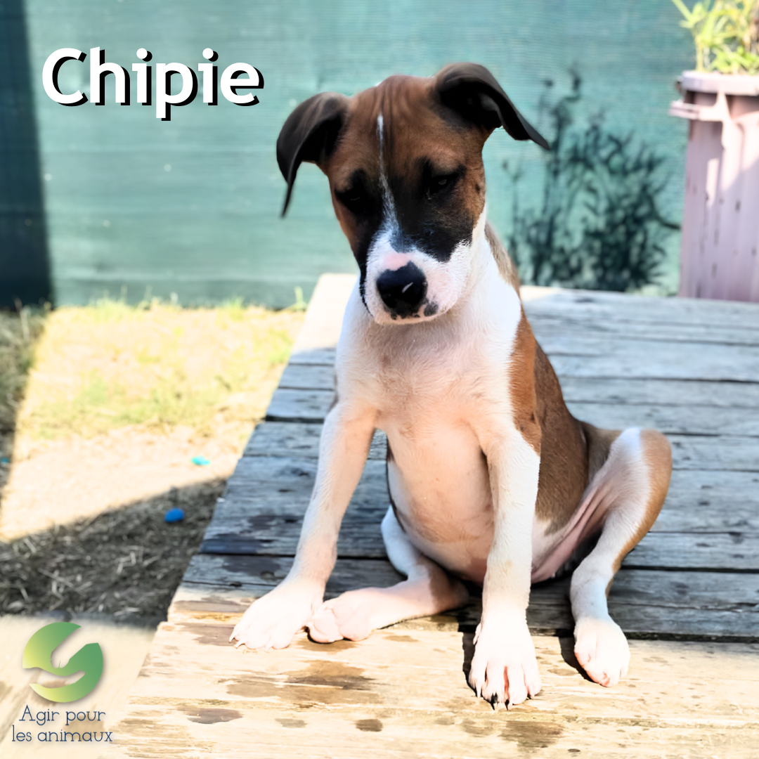 chiot X Berger à l'adoption