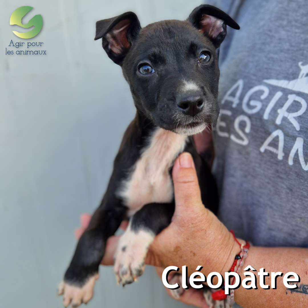 chiot Labrador à adopter