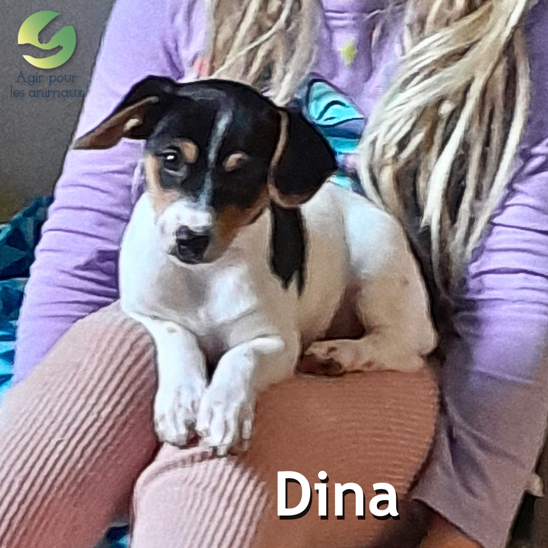 chiot ratier femelle à l'adoption