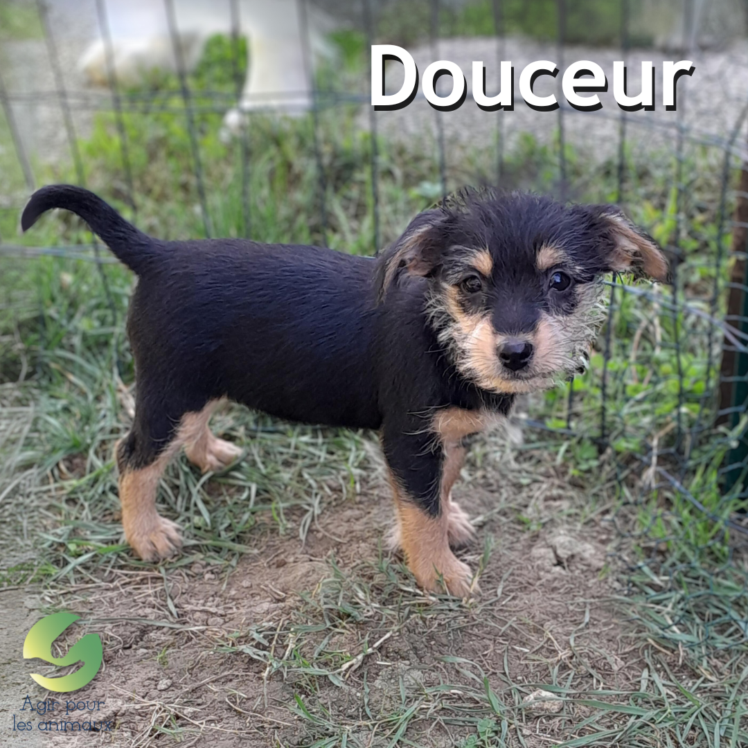 chiot Yorkshire femelle à l'adoption