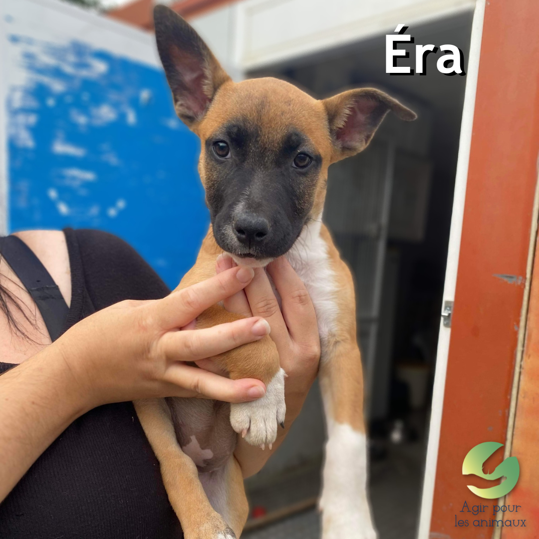 éra chiot à l'adoption