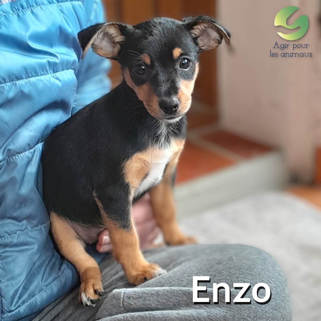 chiot Pinscher mâle à l'adoption