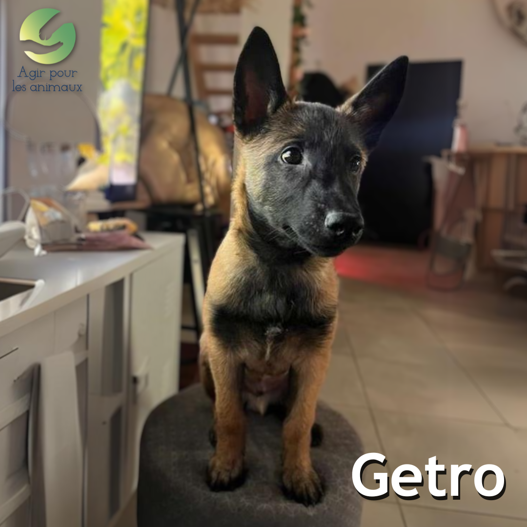 chiot Malinois à l'adoption
