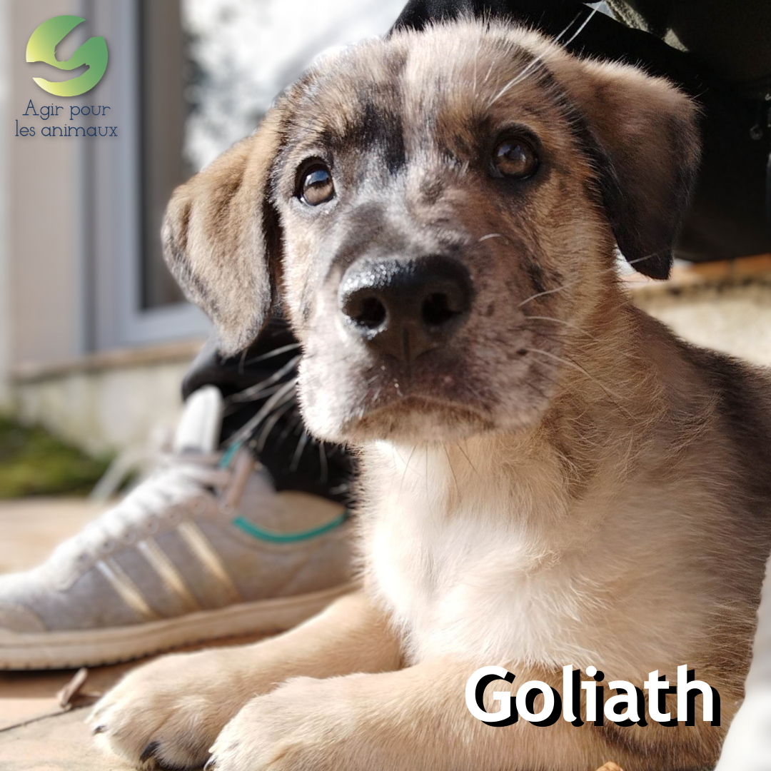 chiot berger australien à adopter