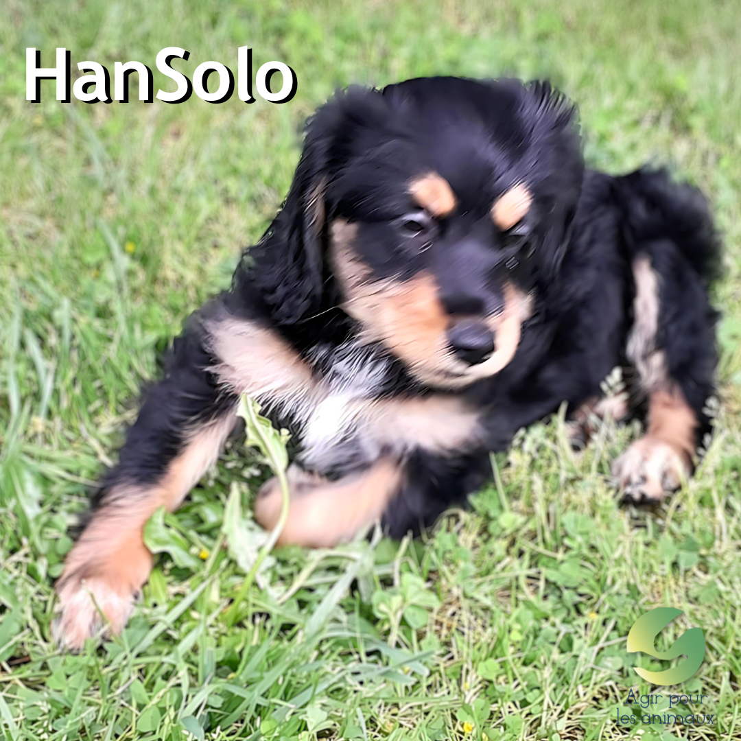 chiot X épagneul à l'adoption