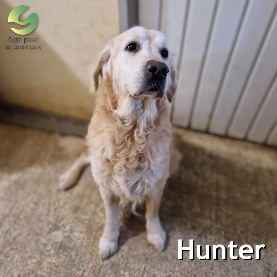 Golden Retriever senior à l'adoption