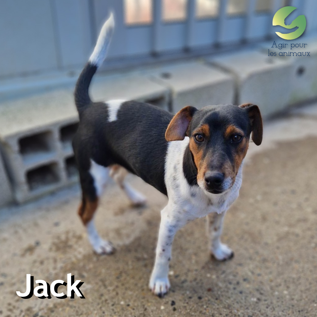 Jack Russell de 6 mois