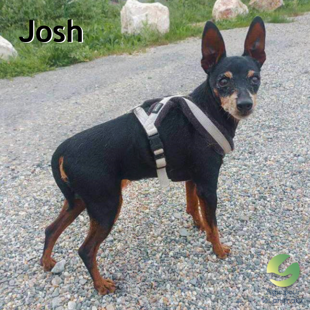 Pinscher mâle à l'adoption