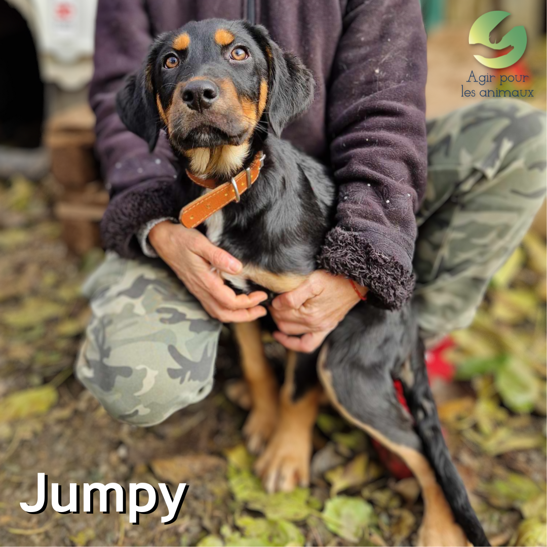 chiot Beauceron à l'adoption