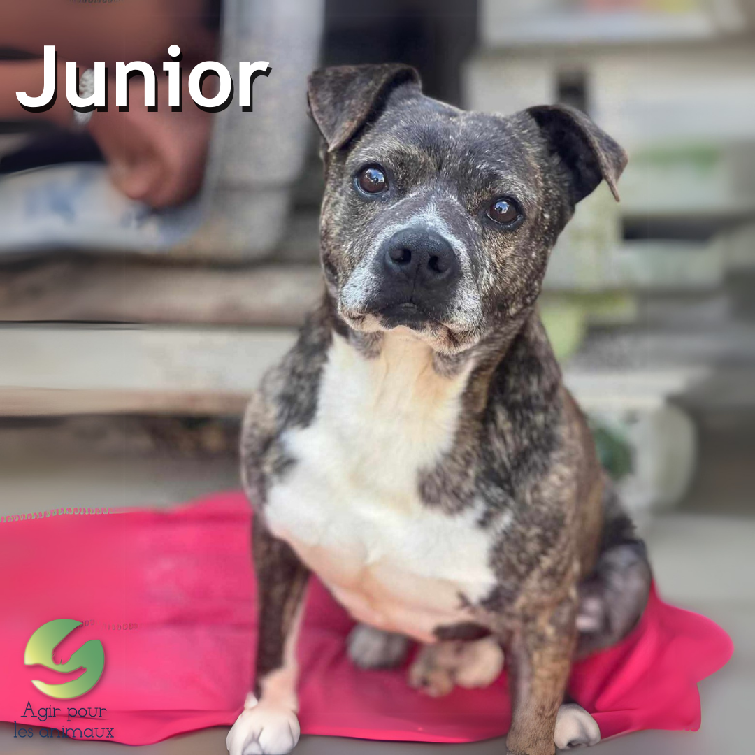 Staffie à l'adoption