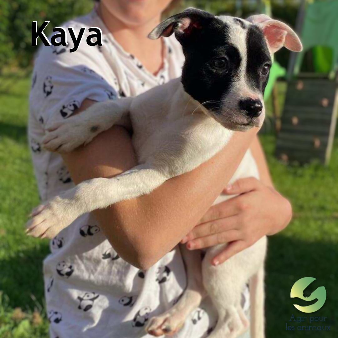 chiot X Berger à l'adoption
