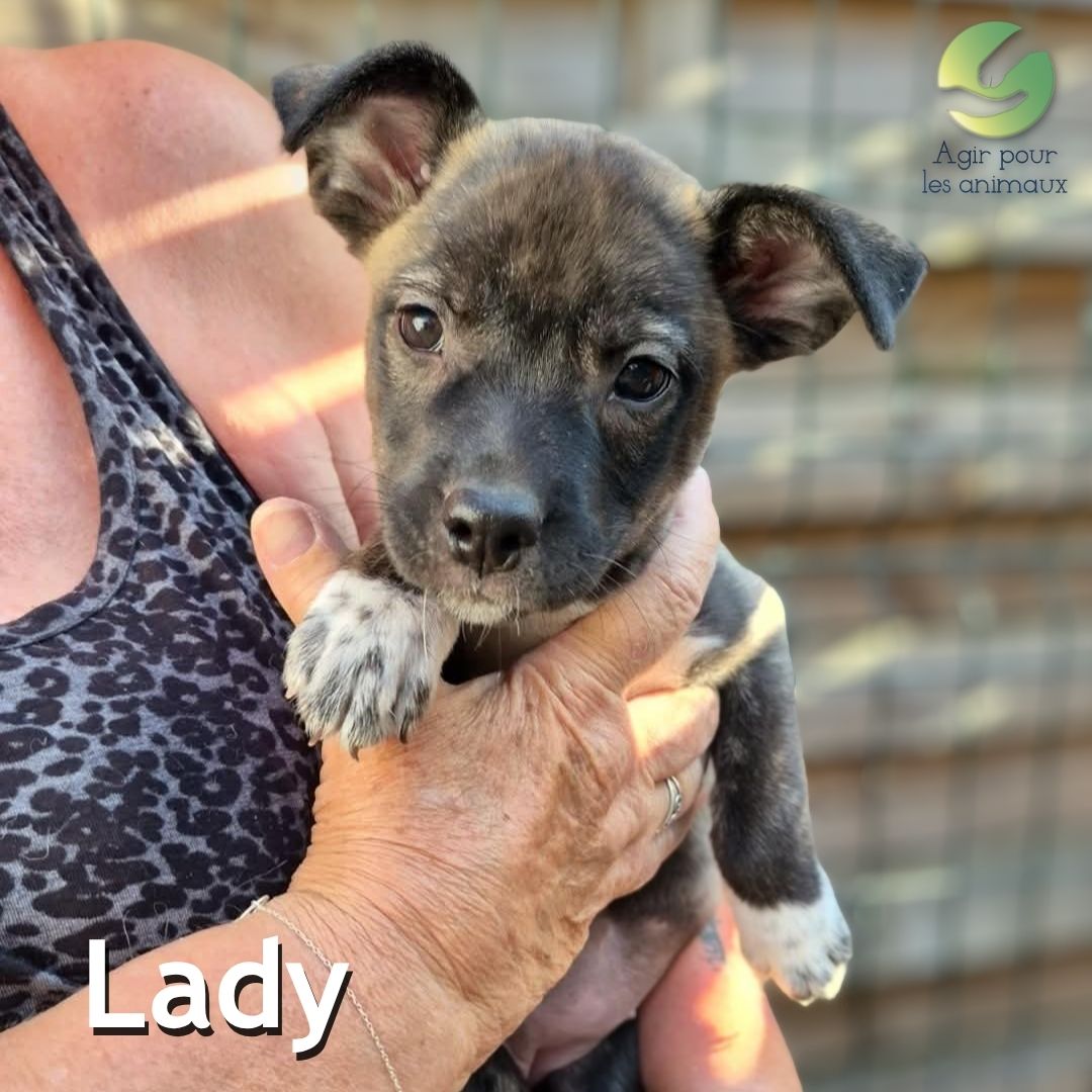 Lady chiot X American Bully à l'adoption