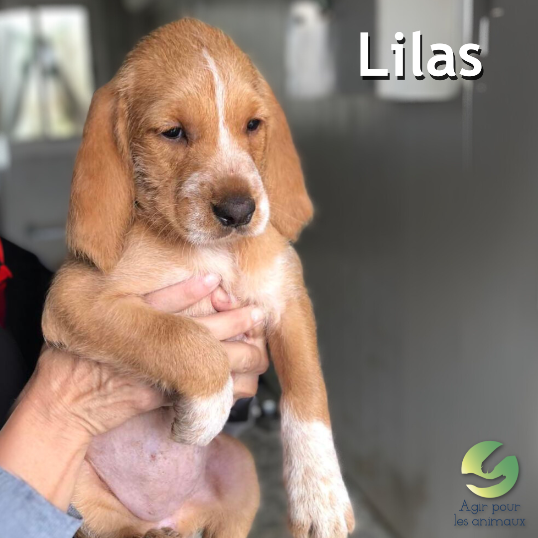 chiot griffon épagneul à l'adoption