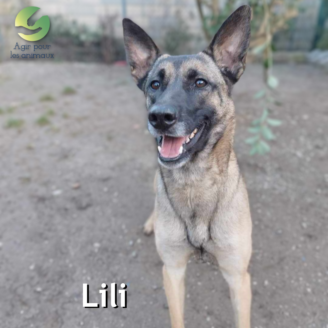Malinois à l'adoption