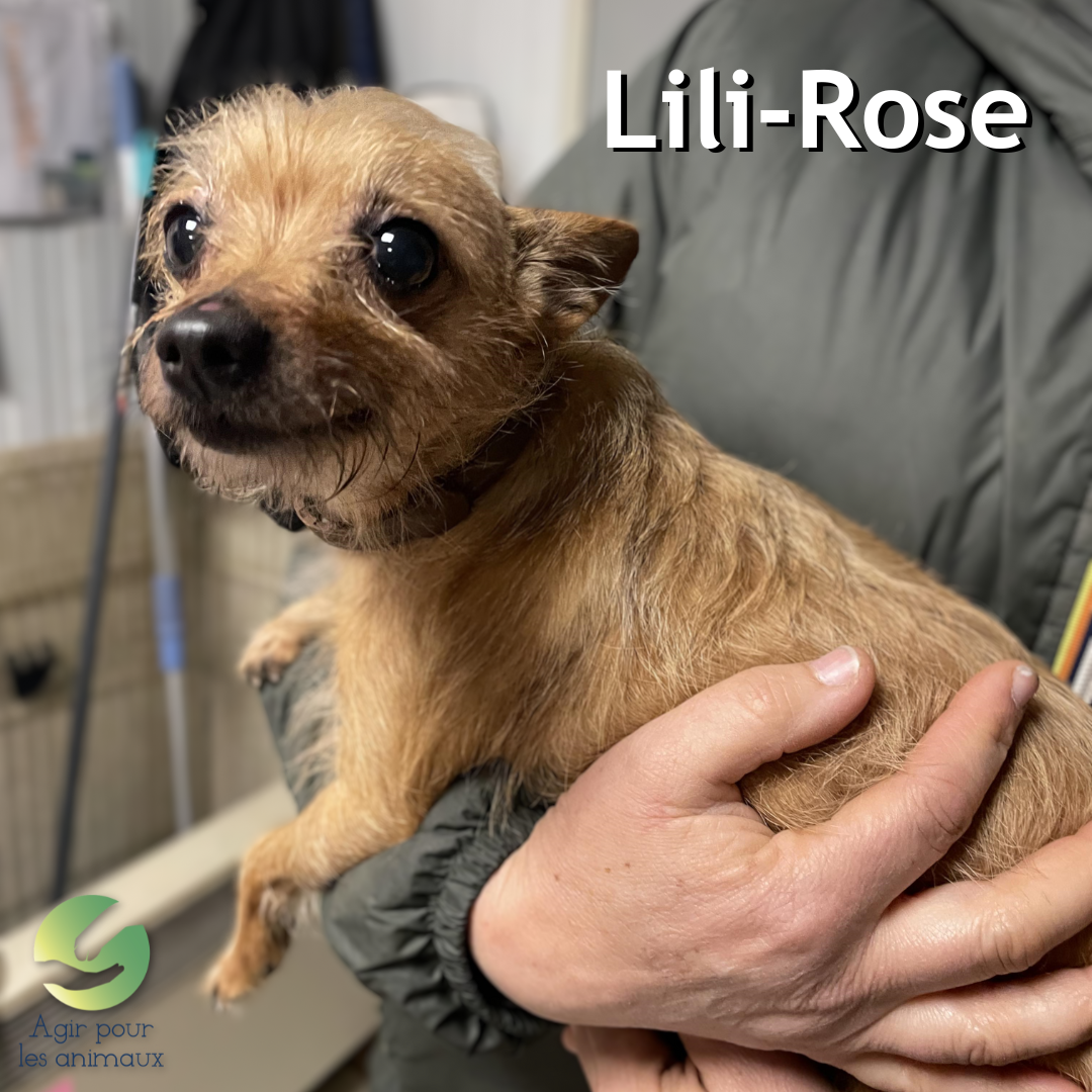 chien à l'adoption