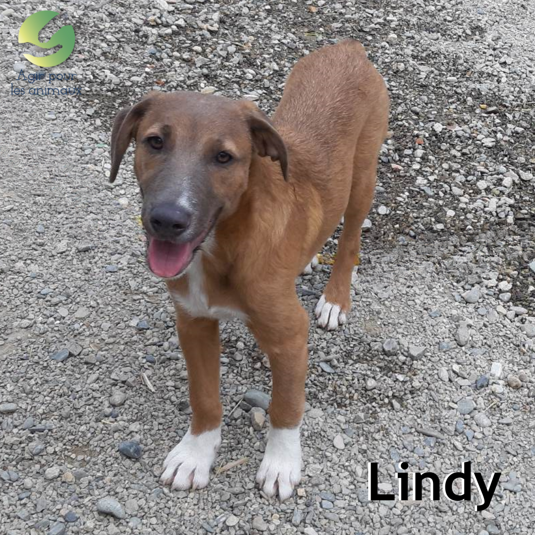 chiot Labrador à adopter